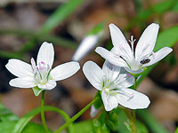 Spring Beauties at Merrimac Farm